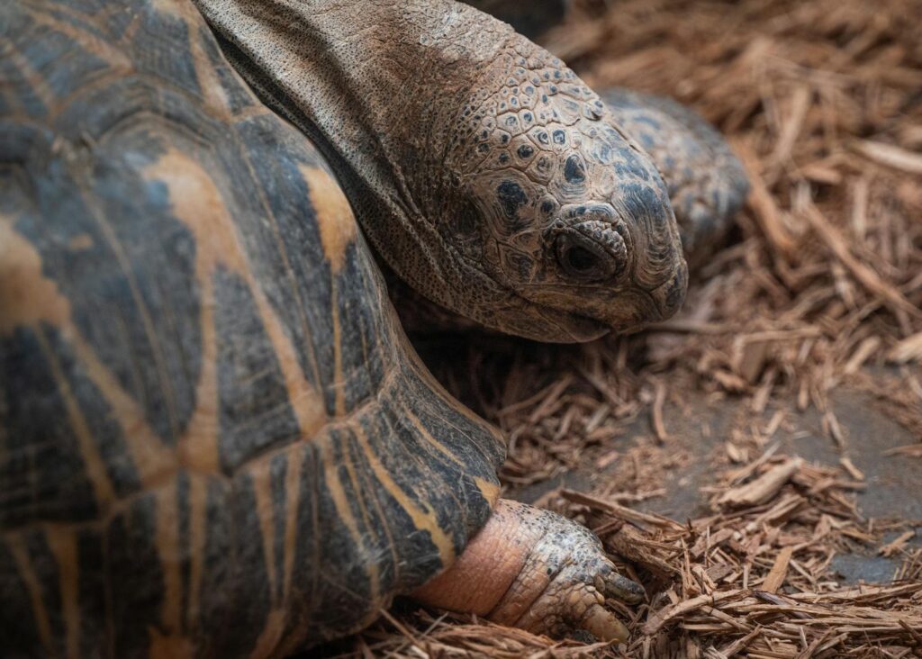 Detailed close-up of a radiated tortoise with textured shell in a natural setting, showcasing unique patterns.