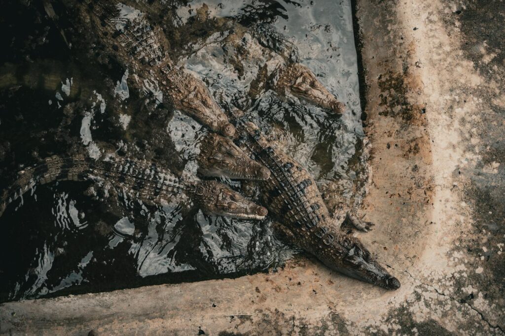 A group of crocodiles resting in a water enclosure in MIMAROPA, Philippines, showcasing the wild reptiles.