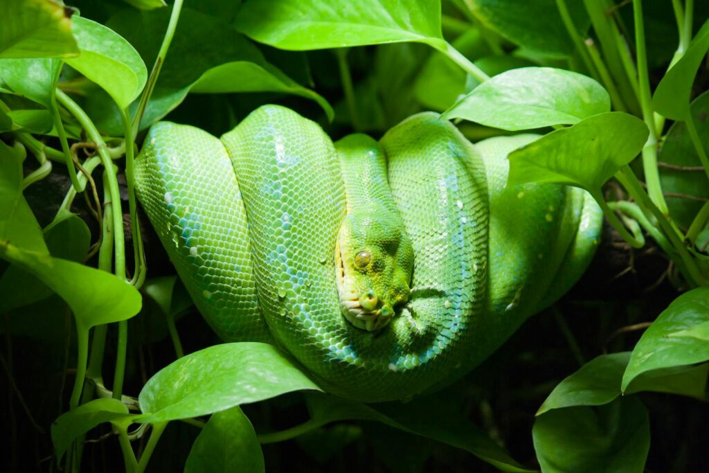 A vibrant green tree python camouflaged on a lush branch, highlighting its exotic wildlife features.