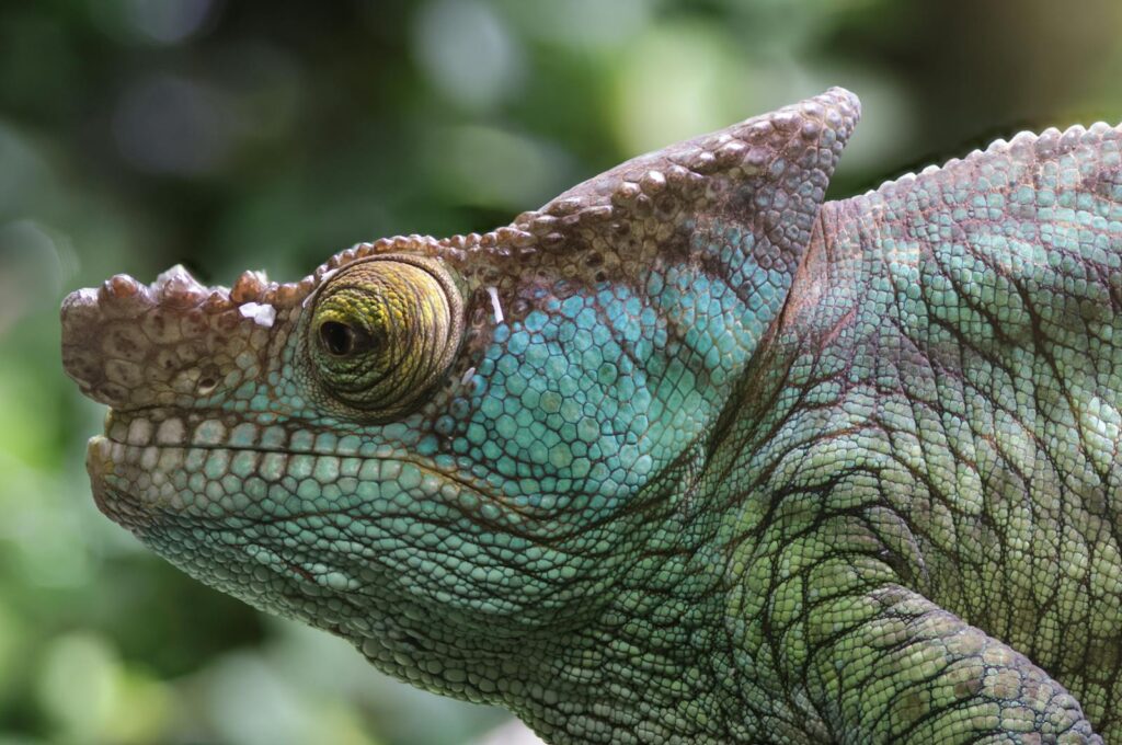 Detailed close-up of a chameleon showing vibrant scales and texture in its natural habitat.