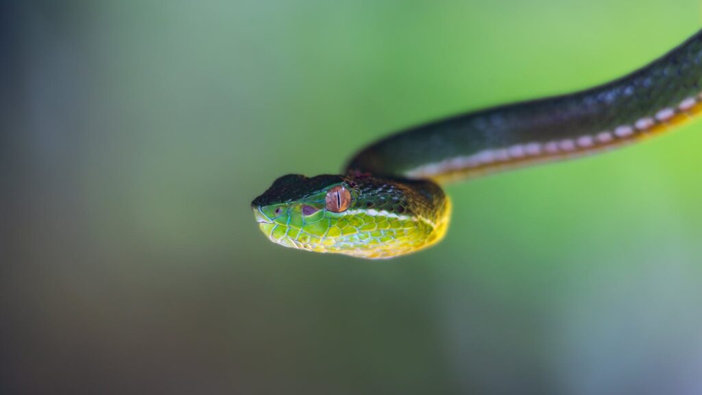 Detailed shot of a green viper snake in a lush, tropical jungle setting.