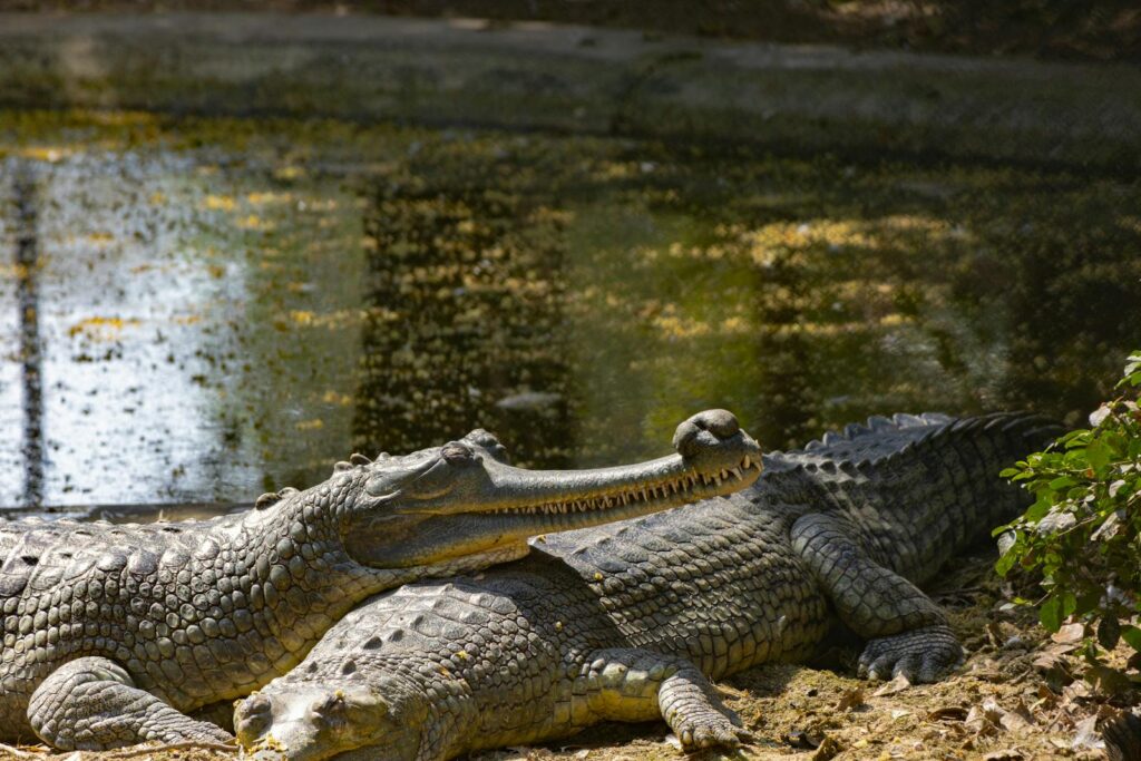 Pair of gharials basking by a pond, showcasing remarkable sights of wildlife photography.