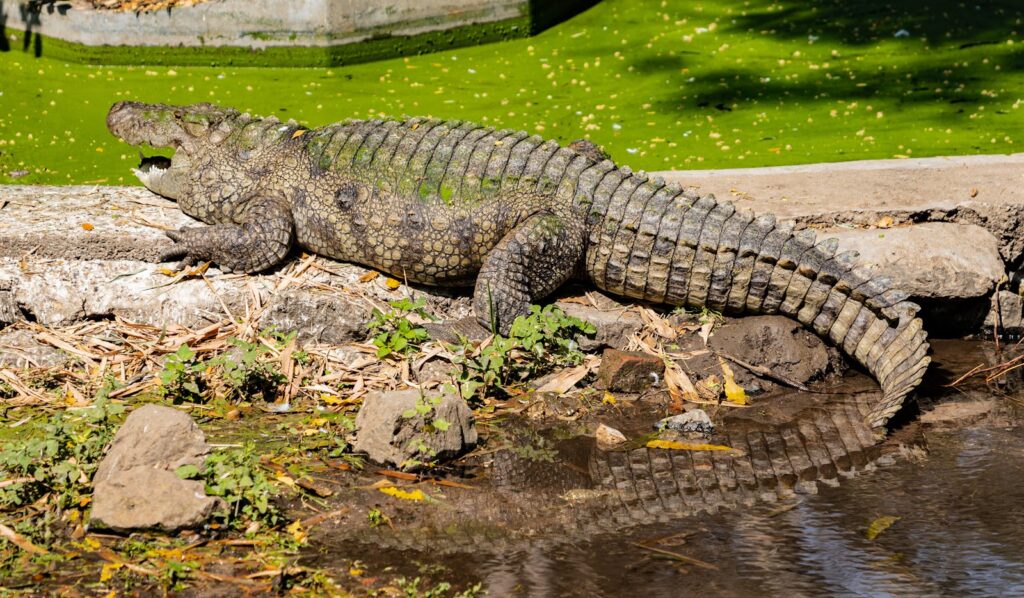 Crocodile basking in the sun on a stone ledge beside a pond.