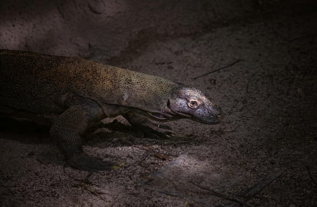 Close-up of a Komodo dragon in its natural habitat, showcasing textured skin and rustic surroundings.