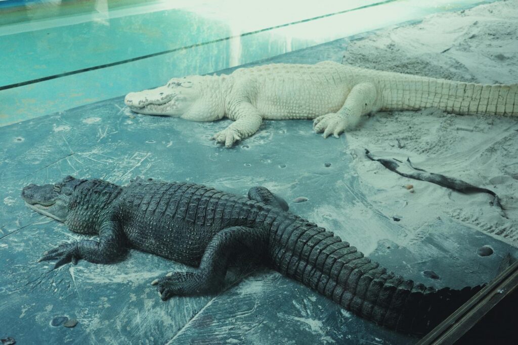 Albino and black alligator resting on sandy ground in a zoo enclosure.