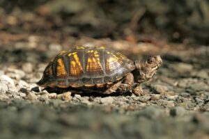 The Most Unique Turtle Shell Patterns Found in Nature – Reptilekingz