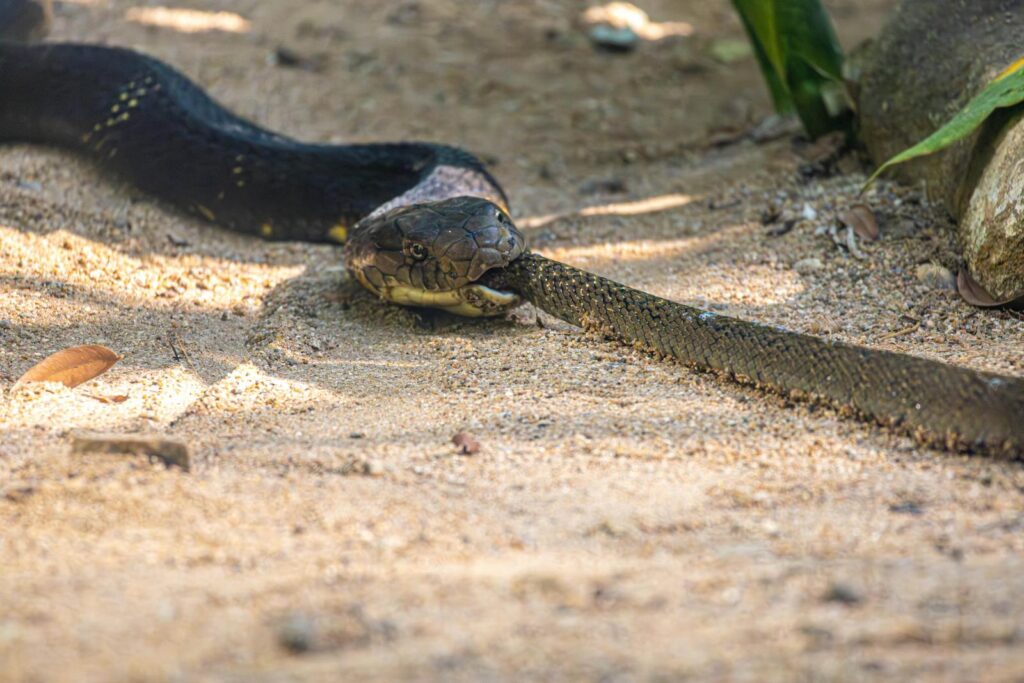 A King Cobra devouring its prey in a natural habitat, showcasing survival.