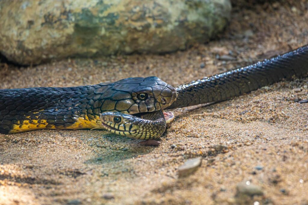 A detailed image of a snake resting on sandy terrain in natural light.