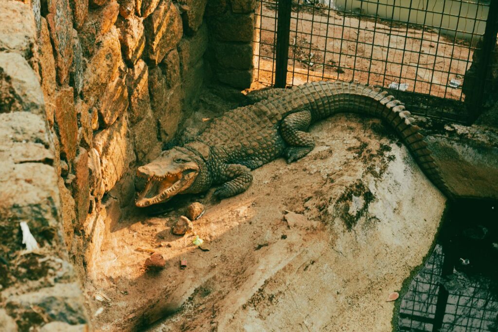 A Nile crocodile basking in the sun at the Jos city zoo, Nigeria.