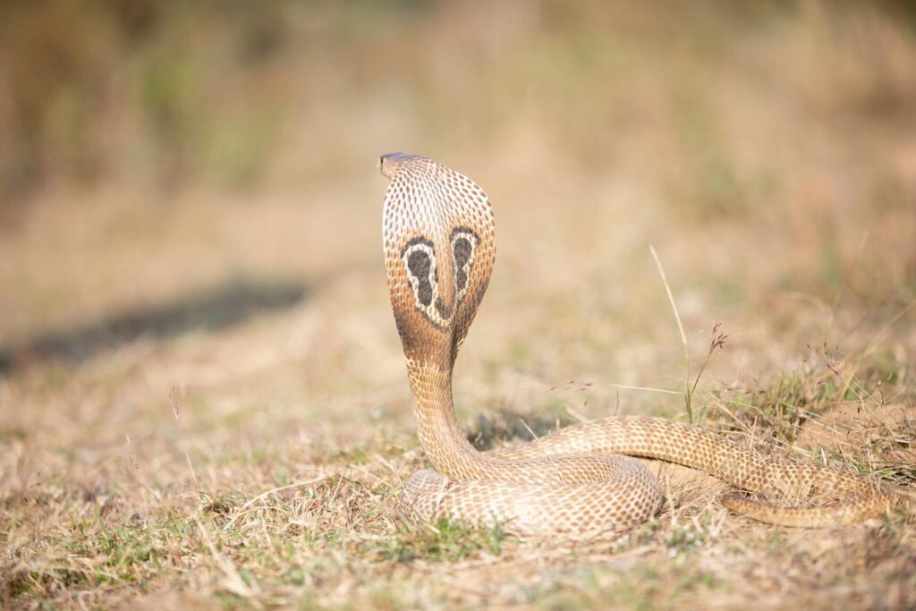 A striking cobra with raised hood in its natural outdoor setting, highlighting its intricate scales and patterns.