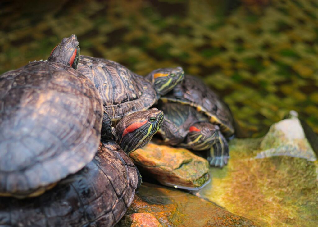 Close-up of red-eared slider turtles basking on rocks in a natural setting.