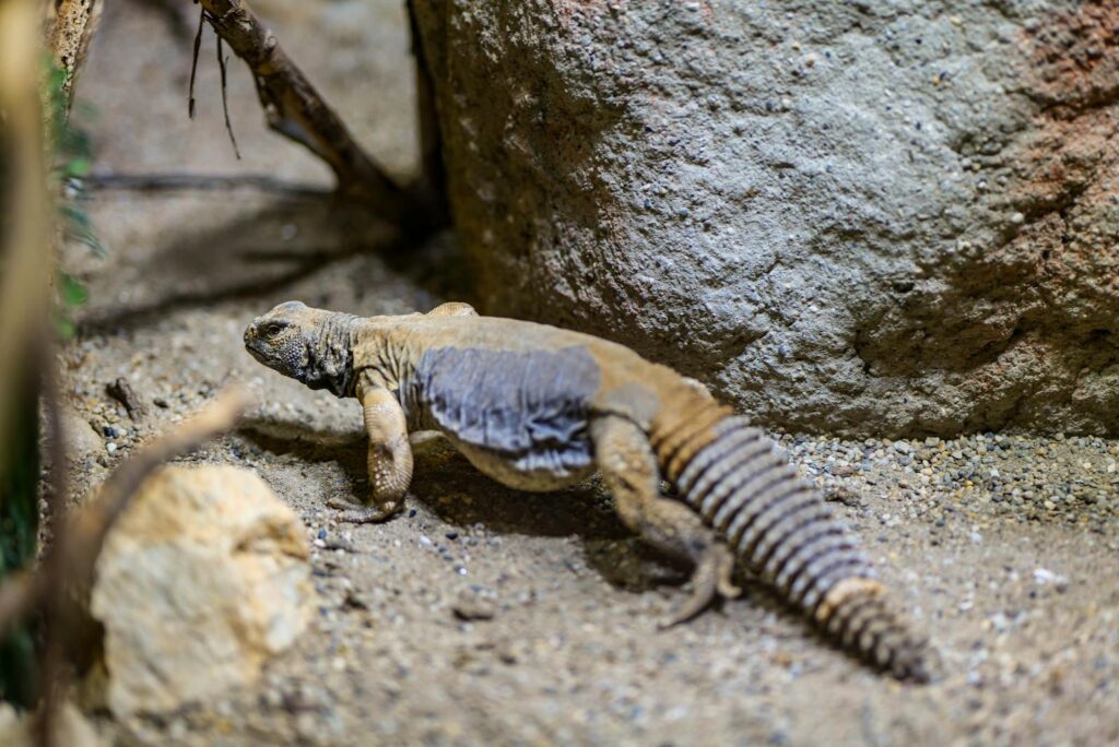 Close-up of a spiny-tailed lizard in a rocky environment, showcasing its unique skin texture and natural habitat.