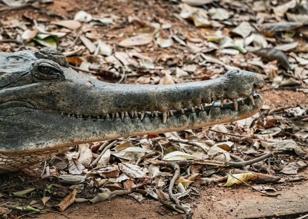 Detailed close-up of a crocodile resting on a leaf-covered ground in Thailand.