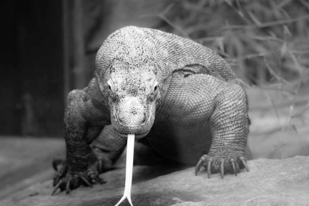 Monochrome image of a Komodo dragon, capturing its fierce stare and unique textures.