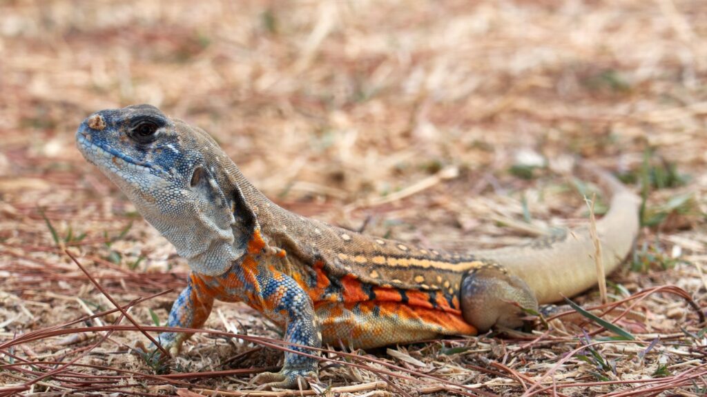 Vibrant Reptile – Detailed View of a Colorful Lizard