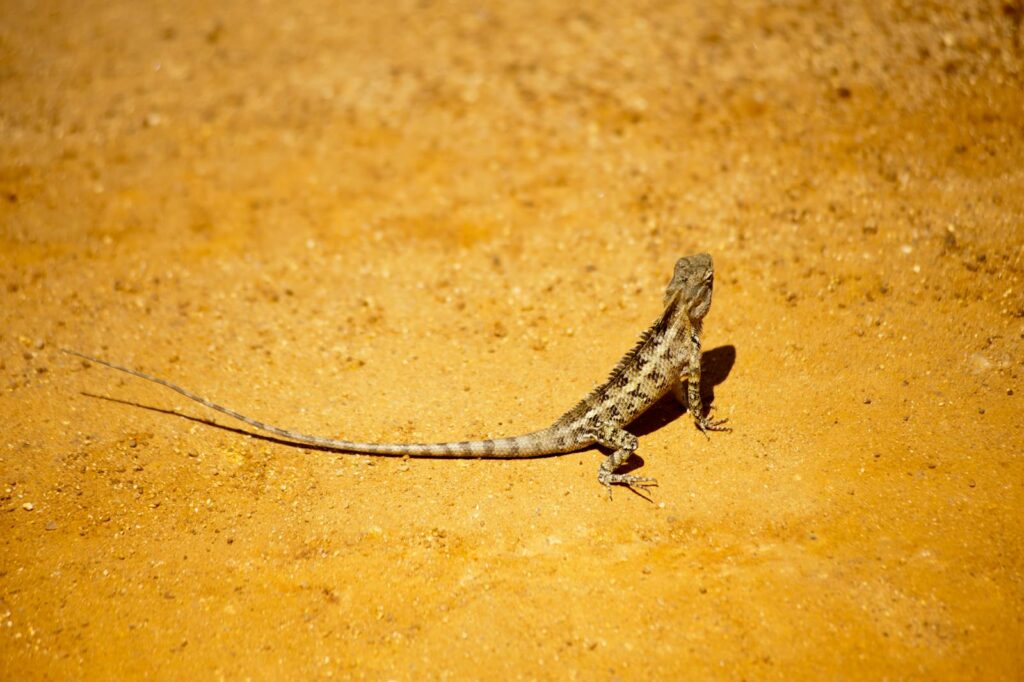 A lizard basks on sandy ground in Hambantota, Sri Lanka.