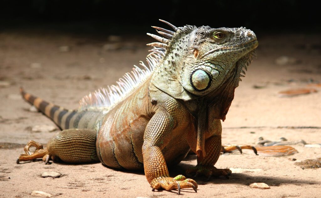 Close-up photo of a green iguana basking on a sunlit surface outdoors.
