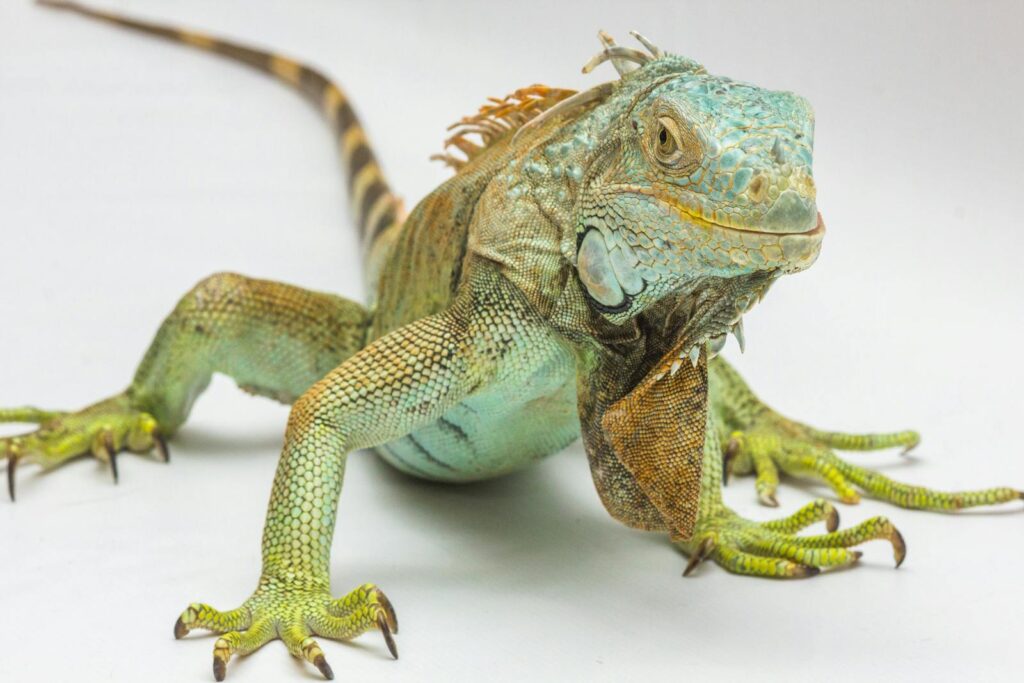 Detailed photo of a green iguana showcasing its scales and vibrant colors.