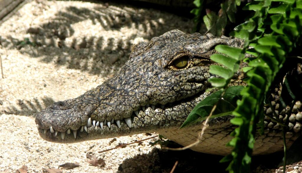 Close-up of a crocodile in a sandy, tropical environment surrounded by lush green leaves.
