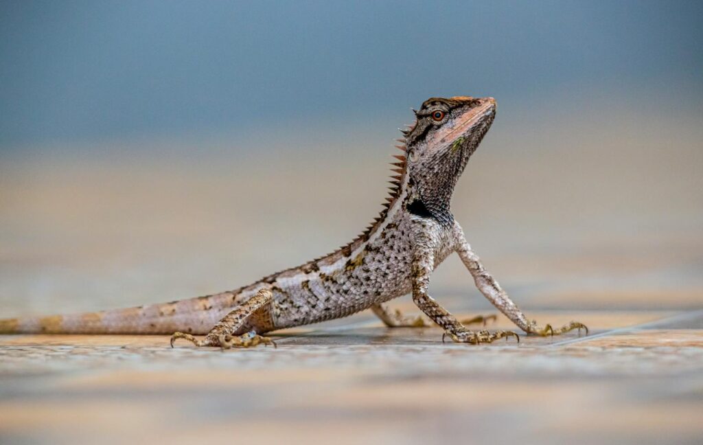 Colorful Calotes Emma lizard with spiked scales in a natural outdoor setting.