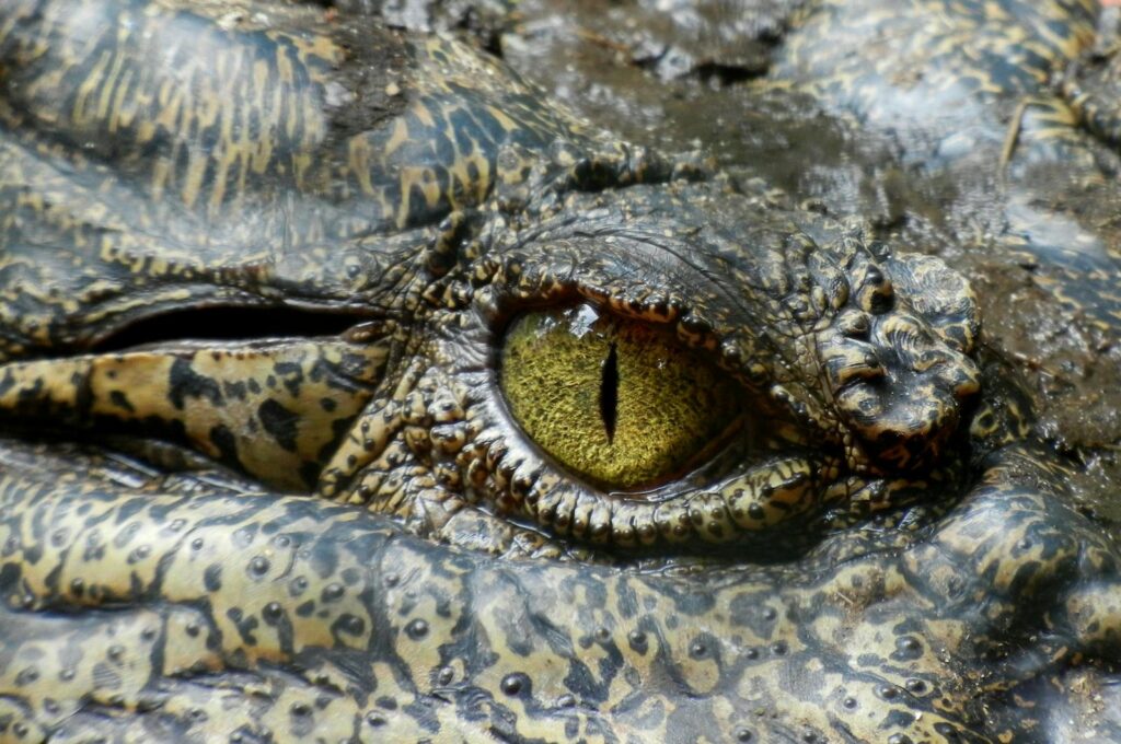 Detailed close-up of an alligator's eye, showcasing the textured skin and vivid eye color.
