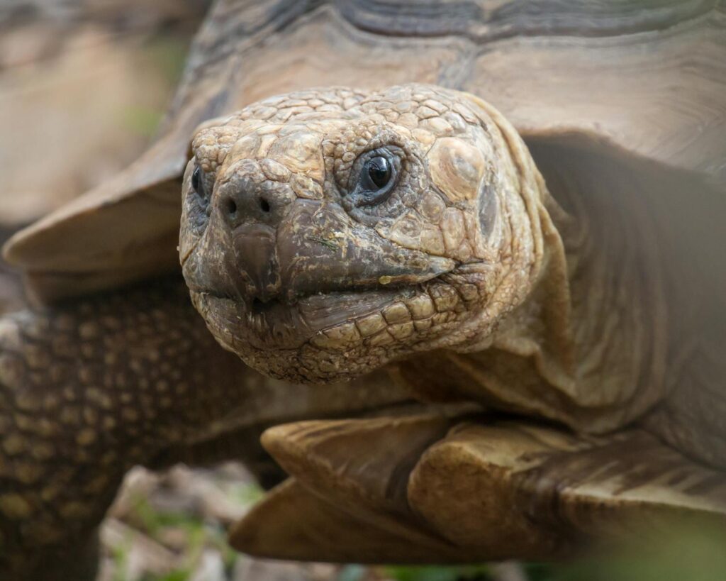 Detailed close-up of a tortoise's face showcases its intricate scales and serene expression.