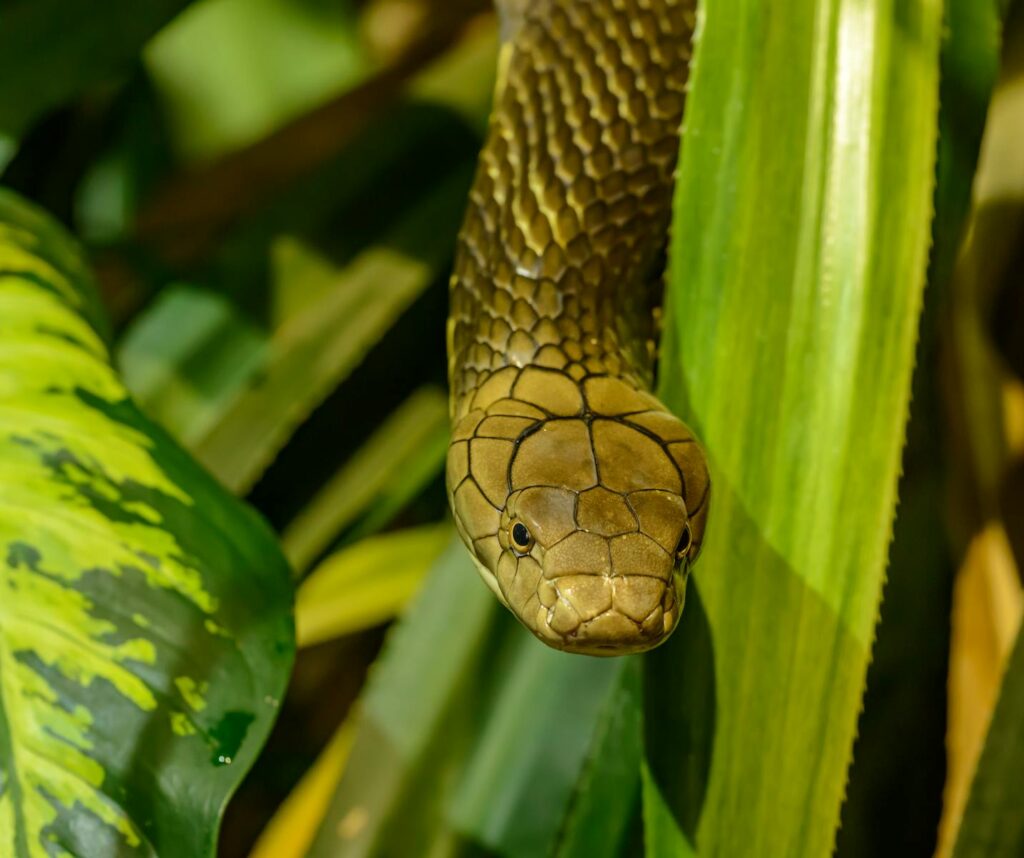 Detailed close-up of a king cobra snake slithering through lush green leaves.
