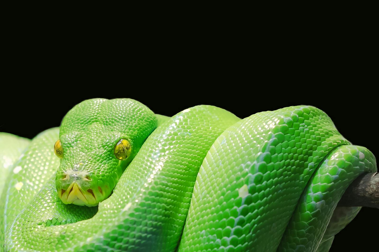 The Deadliest Snakes in the World – Ranked by Lethality