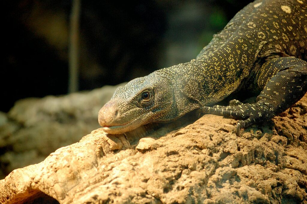 A detailed photograph of a monitor lizard resting on a textured rock in natural lighting.