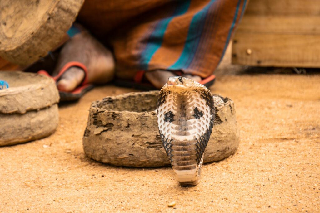 Close-up of a cobra rising from a basket in a sandy area, evoking a sense of danger.