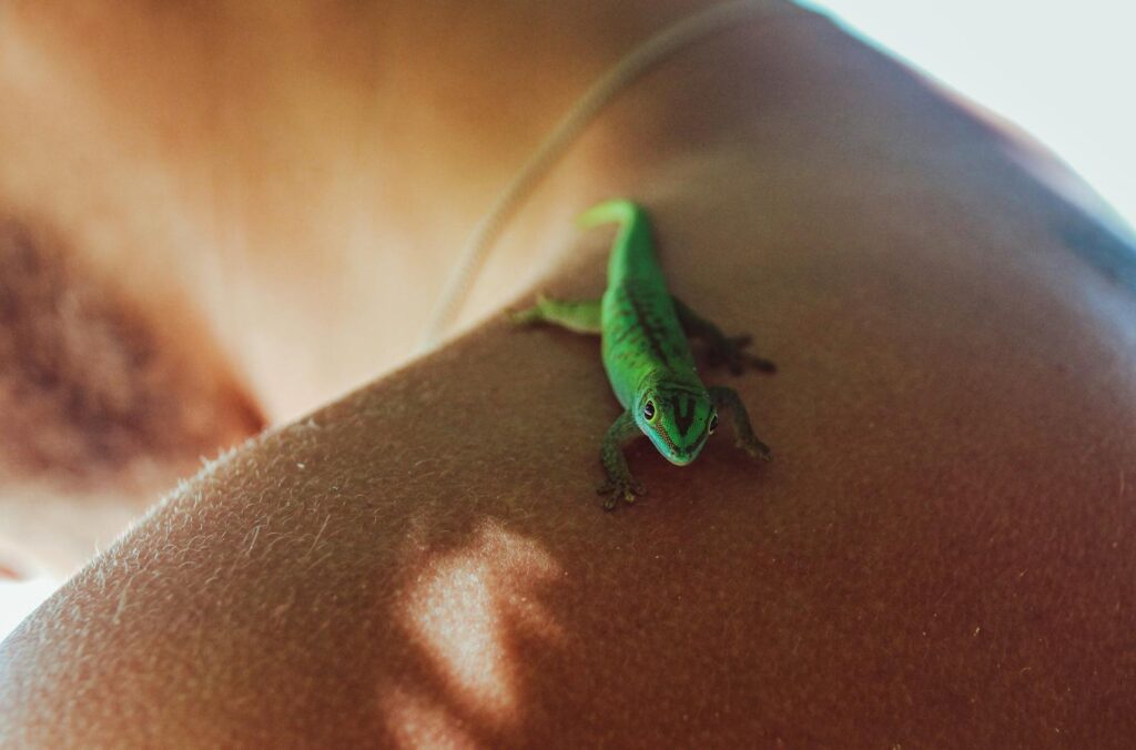 Vibrant green gecko sitting on a human shoulder in Seychelles, showcasing unique wildlife interaction.