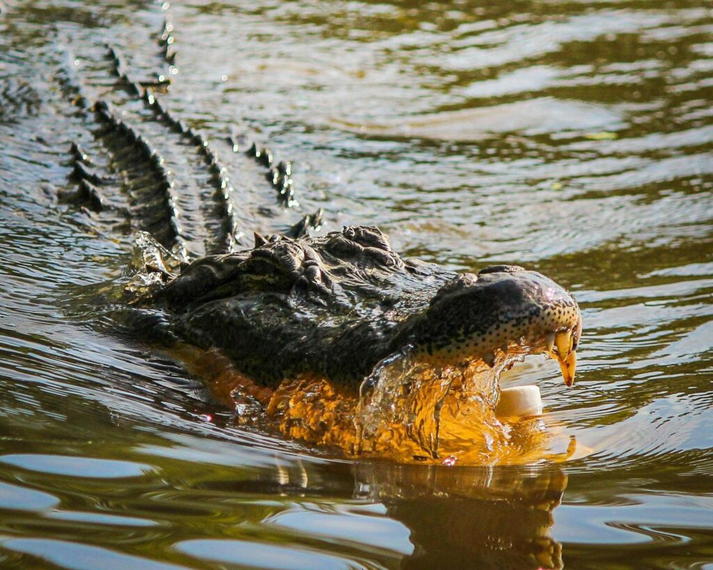 Majestic crocodile gliding through rippling water, showcasing natural wildlife in vivid detail.