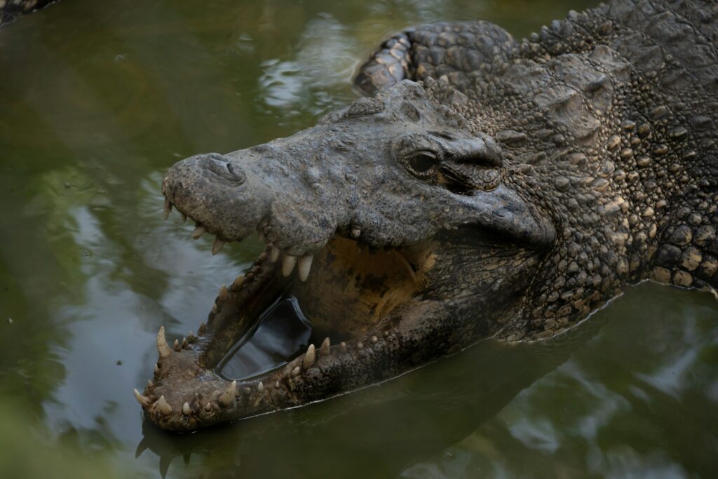 A large alligator in a body of water