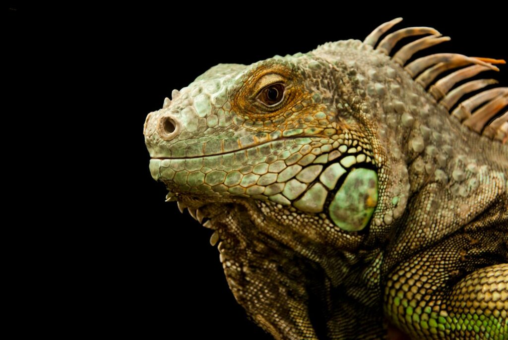 Detailed close-up of a green iguana showcasing its scales and textures against a black background.