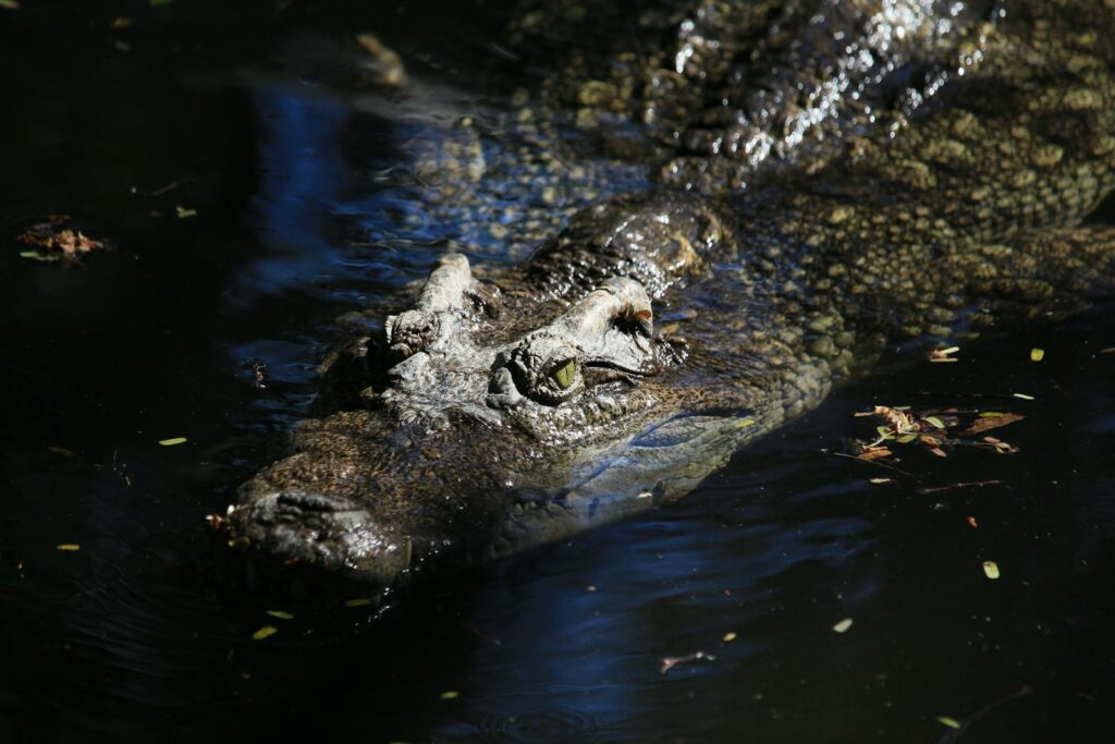 A saltwater crocodile swimming in a dark water body, showcasing its rugged texture.
