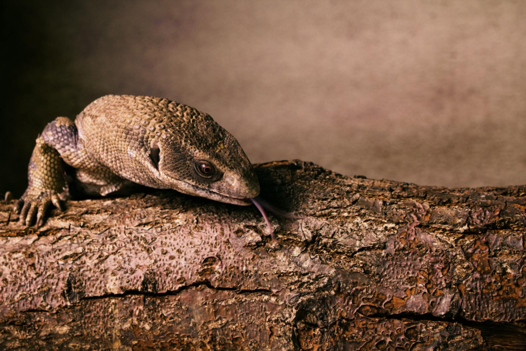 Close-up of a monitor lizard camouflaged on a textured tree log, highlighting its natural habitat.