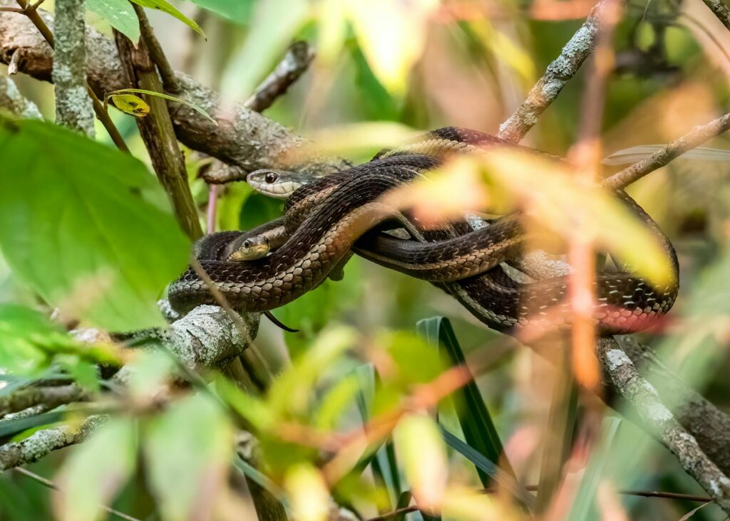 Two entwined snakes resting on tree branches in their natural habitat, showcasing their scales and patterns.