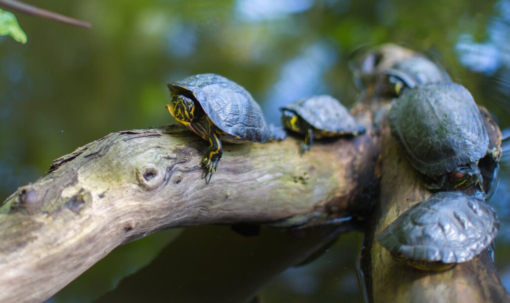 Turtles basking on a branch in a serene outdoor pond setting.