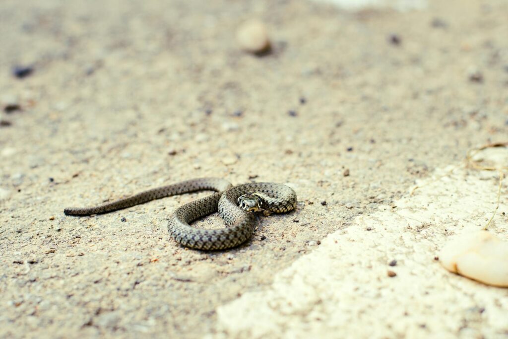 A grass snake lying on a sandy ground, captured in a natural setting.