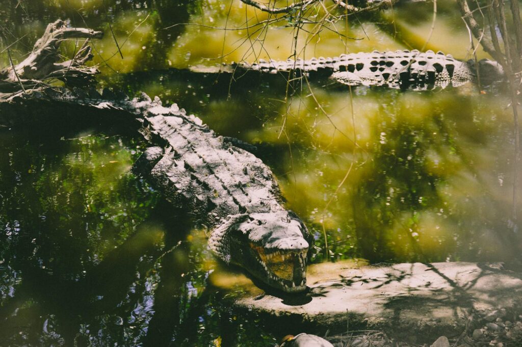 A crocodile sunbathing on rocks in a lush swamp environment, surrounded by water and green foliage.