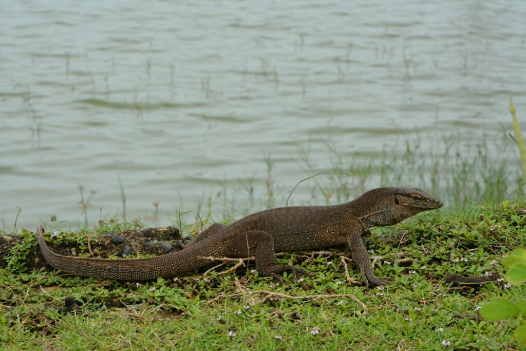 Monitor lizard on grass by water in Yala, Sri Lanka. Wildlife in natural habitat.