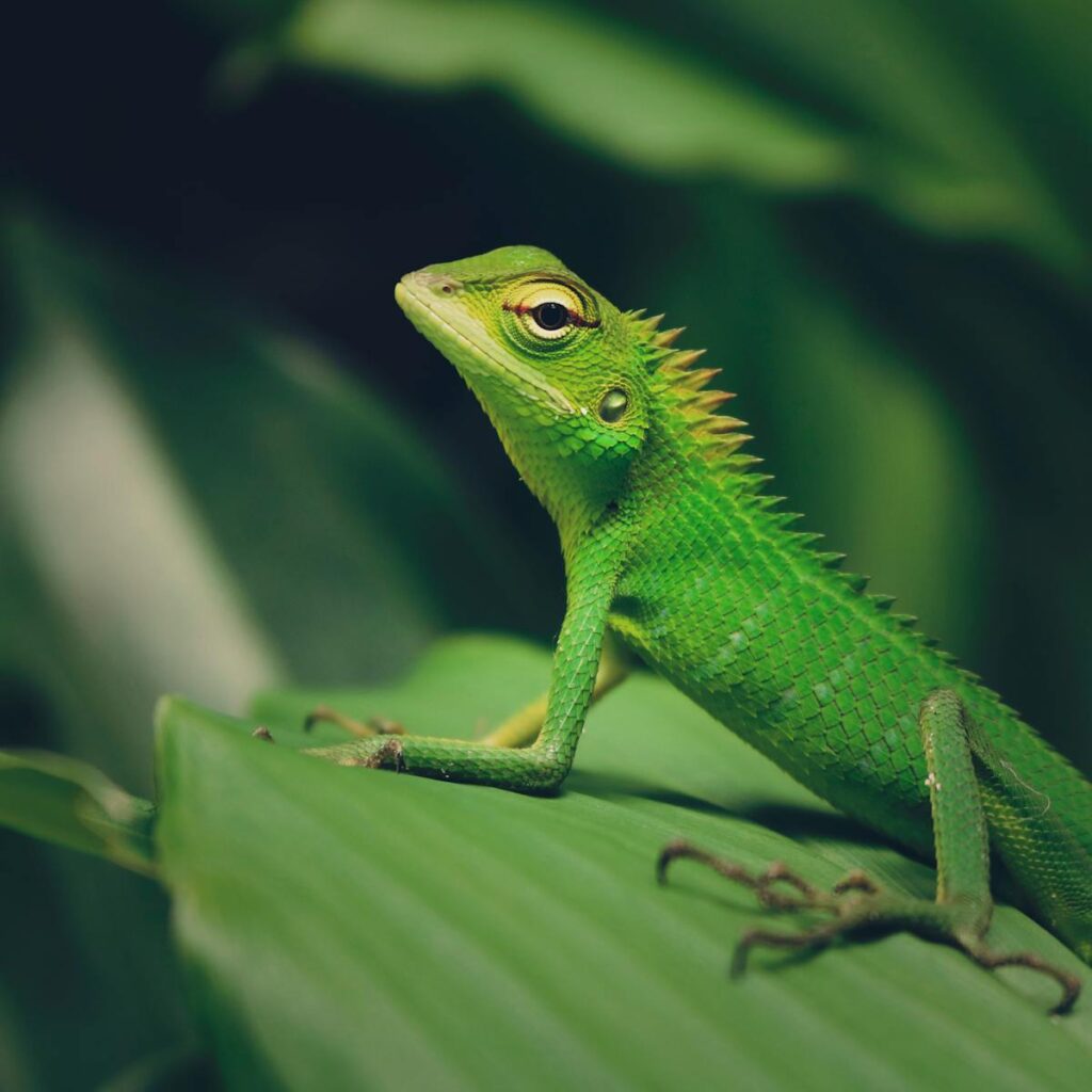 Vibrant green crested lizard resting on a leaf, showcasing its textured scales in detail.