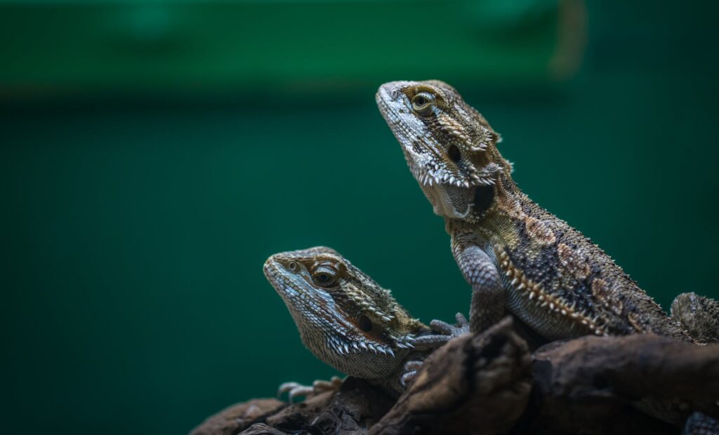 Detailed close-up of two bearded dragons perched on driftwood with a blurred green background.