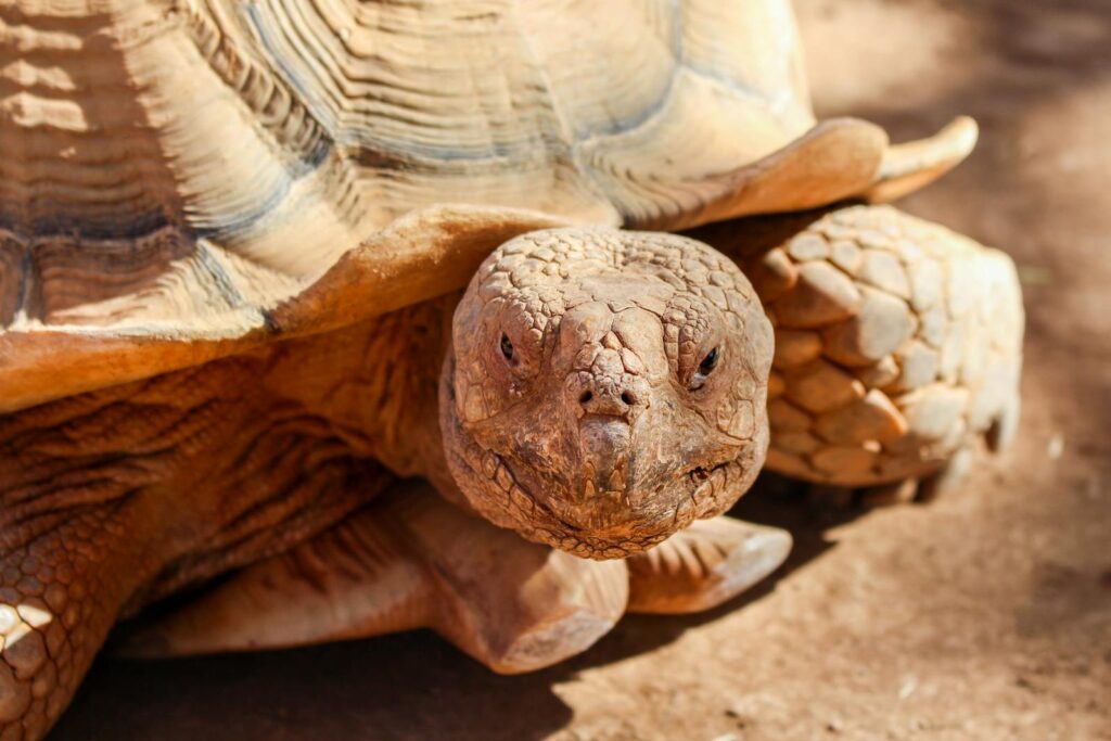 Detailed image capturing the textured shell and face of a Sulcata tortoise in its natural habitat.