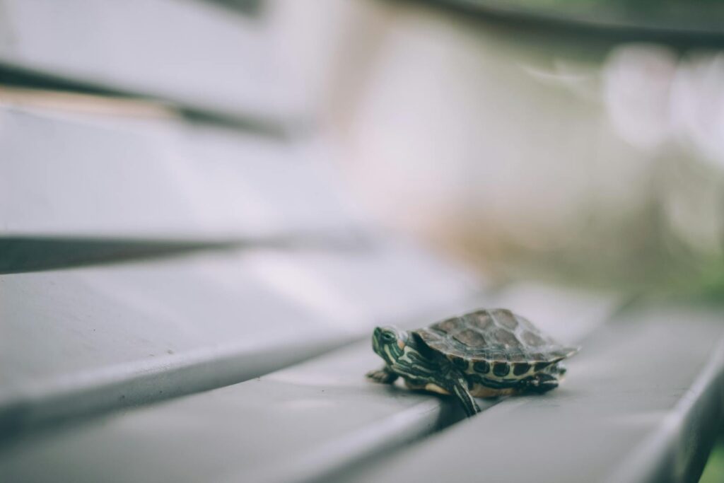 A small turtle with a detailed shell on a bench, captured with a blurred background.