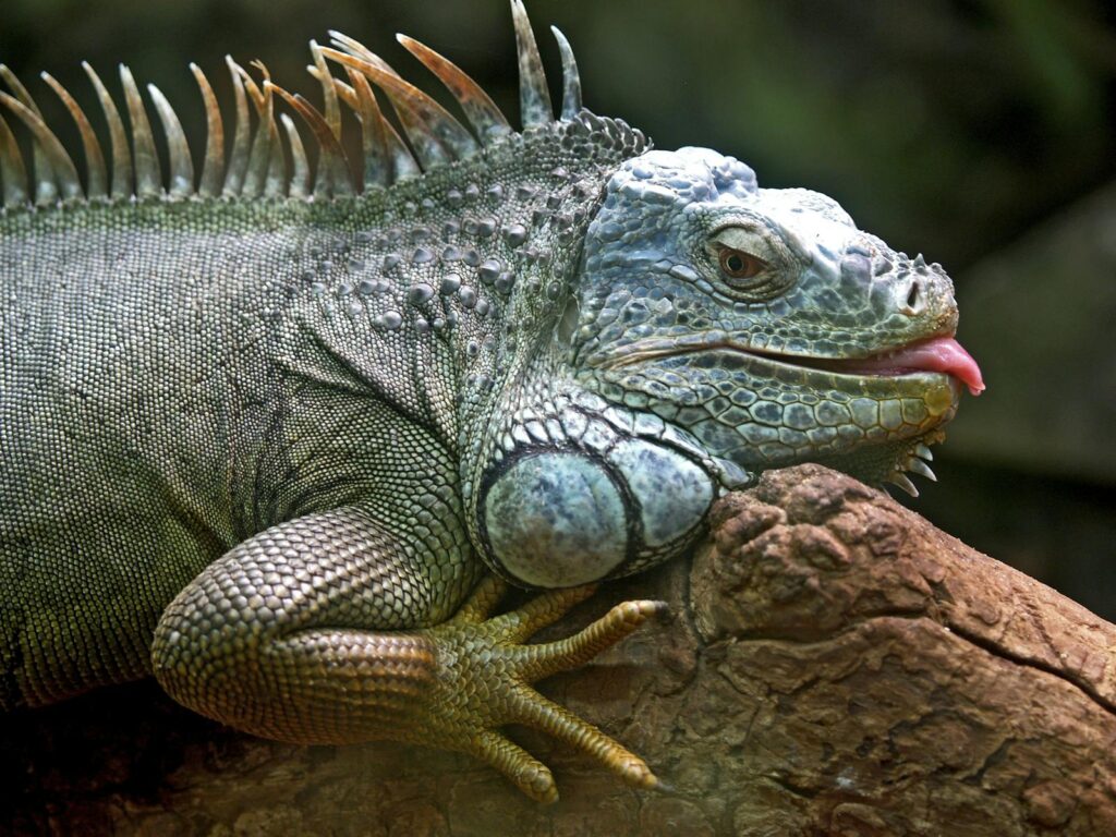 Detailed portrait of a green iguana (Iguana iguana) resting on a tree trunk, showcasing its textured skin and scales.