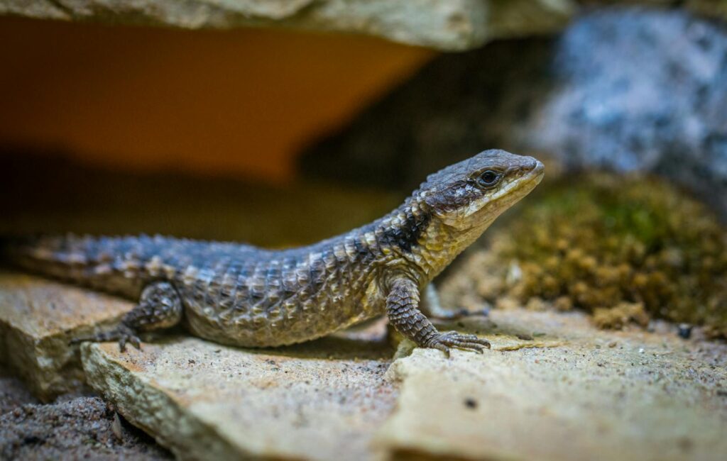 Detailed view of a tropical lizard in its natural habitat, displaying unique scales and coloration.