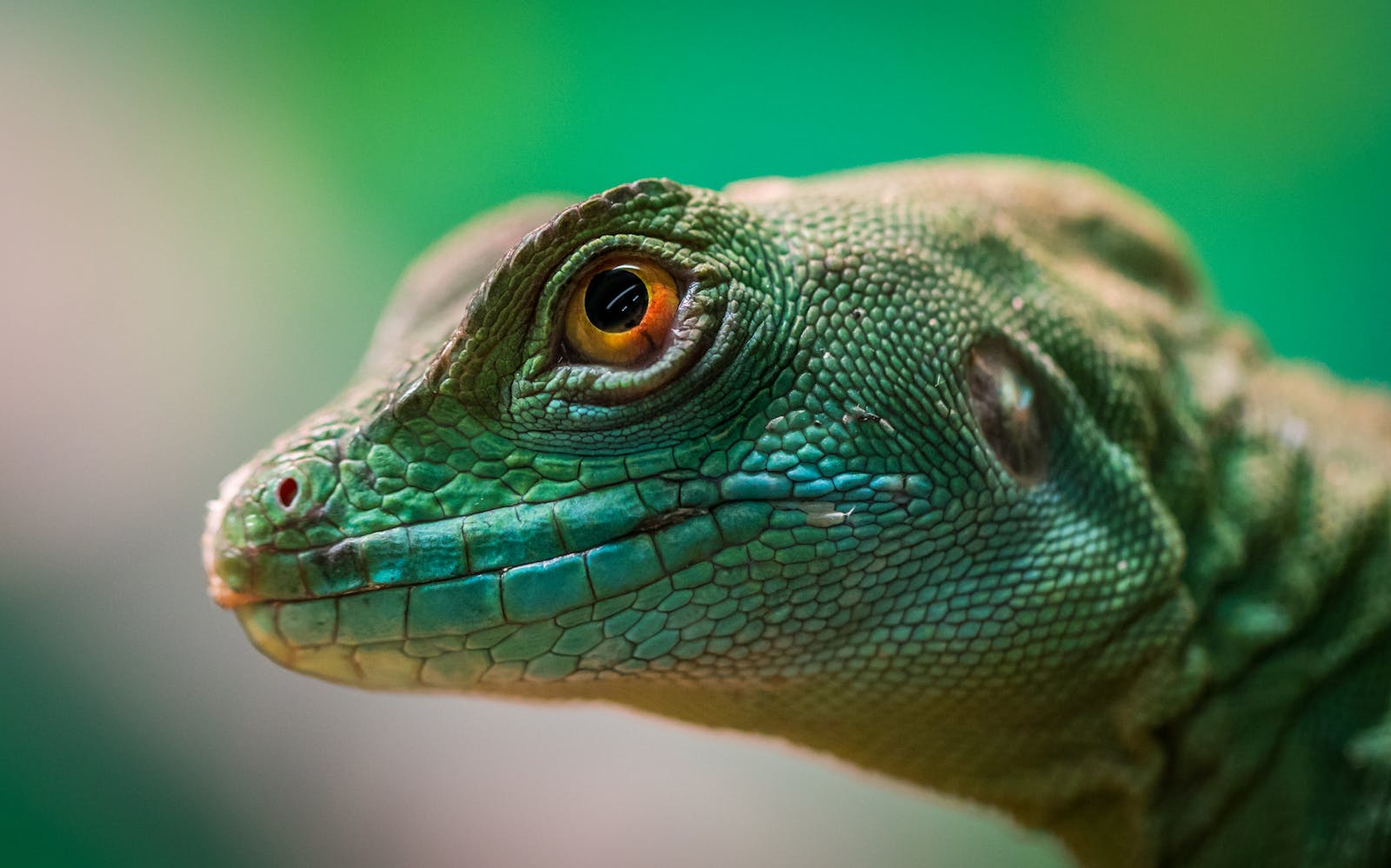 The Strongest Bite Force Ever Measured in a Reptile