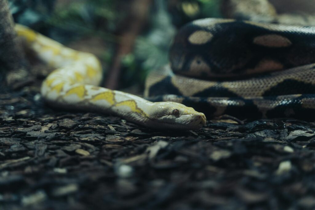 A detailed close-up of an albino Burmese python on the ground, showcasing its unique patterns and colors.