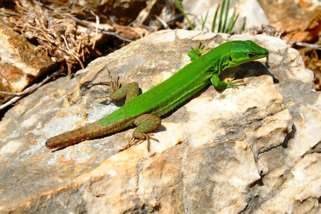 A vibrant green lizard basking on a sunlit rock in a natural setting.